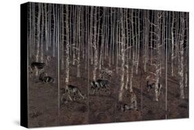 Birch Wood Screen with Six Doors-Jean Dunand-Stretched Canvas