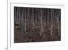 Birch Wood Screen with Six Doors-Jean Dunand-Framed Giclee Print