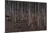 Birch Wood Screen with Six Doors-Jean Dunand-Mounted Giclee Print