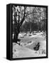 Birch Wood Snow Scene-null-Framed Stretched Canvas