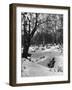 Birch Wood Snow Scene-null-Framed Photographic Print