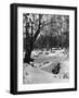 Birch Wood Snow Scene-null-Framed Photographic Print