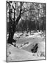 Birch Wood Snow Scene-null-Mounted Photographic Print