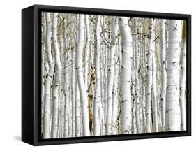 Birch Wood-PhotoINC-Framed Stretched Canvas