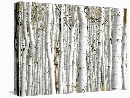 Birch Wood-PhotoINC-Stretched Canvas