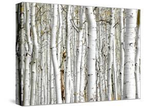 Birch Wood-PhotoINC-Stretched Canvas