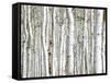 Birch Wood-PhotoINC-Framed Stretched Canvas