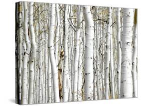 Birch Wood-PhotoINC-Stretched Canvas