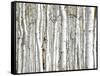 Birch Wood-PhotoINC-Framed Stretched Canvas