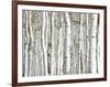 Birch Wood-PhotoINC-Framed Photographic Print