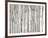 Birch Wood-PhotoINC-Framed Photographic Print