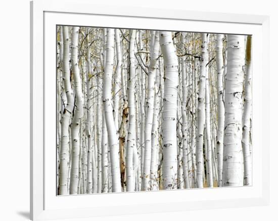 Birch Wood-PhotoINC-Framed Photographic Print