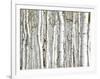 Birch Wood-PhotoINC-Framed Photographic Print