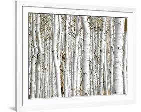 Birch Wood-PhotoINC-Framed Photographic Print