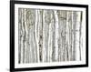 Birch Wood-PhotoINC-Framed Photographic Print