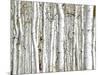 Birch Wood-PhotoINC-Mounted Photographic Print