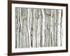 Birch Wood-PhotoINC-Framed Photographic Print