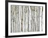 Birch Wood-PhotoINC-Framed Photographic Print