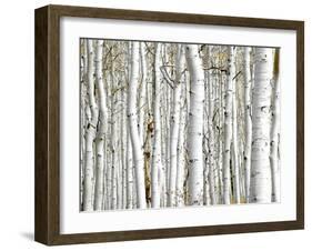 Birch Wood-PhotoINC-Framed Photographic Print