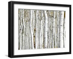 Birch Wood-PhotoINC-Framed Photographic Print