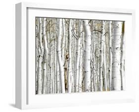 Birch Wood-PhotoINC-Framed Photographic Print