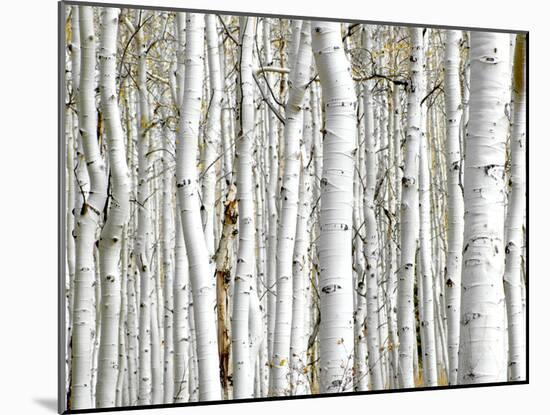 Birch Wood-PhotoINC-Mounted Photographic Print