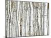 Birch Wood-PhotoINC-Mounted Photographic Print