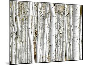 Birch Wood-PhotoINC-Mounted Photographic Print