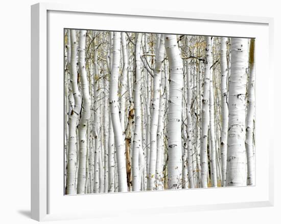 Birch Wood-PhotoINC-Framed Photographic Print