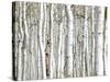 Birch Wood-PhotoINC-Stretched Canvas