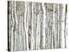 Birch Wood-PhotoINC-Stretched Canvas