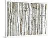 Birch Wood-PhotoINC-Framed Art Print