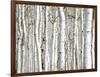 Birch Wood-PhotoINC-Framed Art Print