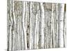 Birch Wood-PhotoINC-Mounted Art Print