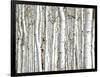 Birch Wood-PhotoINC-Framed Art Print