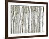 Birch Wood-PhotoINC-Framed Art Print