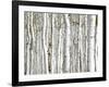 Birch Wood-PhotoINC-Framed Art Print