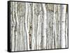 Birch Wood-PhotoINC-Framed Stretched Canvas
