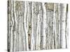 Birch Wood-PhotoINC-Stretched Canvas
