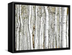 Birch Wood-PhotoINC-Framed Stretched Canvas