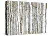 Birch Wood-PhotoINC-Stretched Canvas