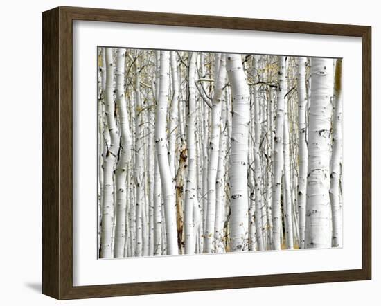 Birch Wood-PhotoINC-Framed Art Print