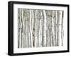 Birch Wood-PhotoINC-Framed Art Print