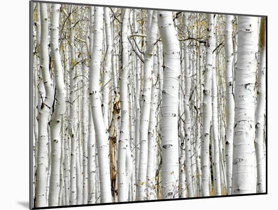 Birch Wood-PhotoINC-Mounted Art Print