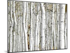 Birch Wood-PhotoINC-Mounted Art Print