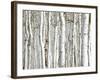 Birch Wood-PhotoINC-Framed Art Print