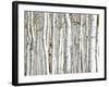 Birch Wood-PhotoINC-Framed Art Print