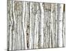 Birch Wood-PhotoINC-Mounted Art Print