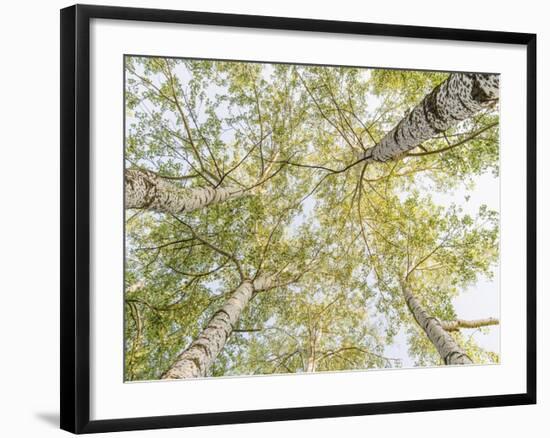 Birch woods in spring-Pangea Images-Framed Art Print