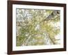 Birch woods in spring-Pangea Images-Framed Art Print